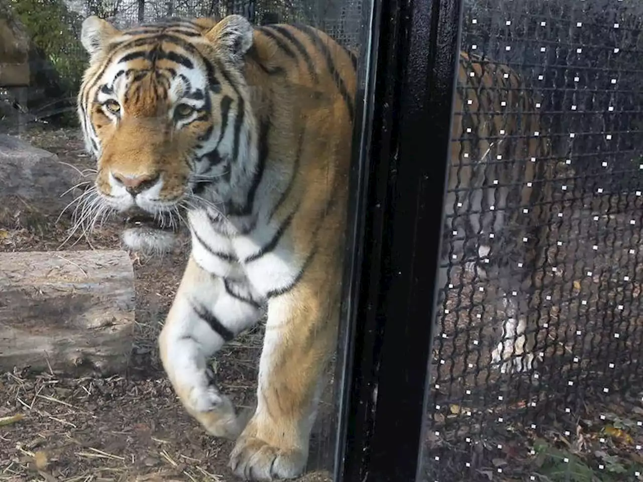 Winnipeg zoo giving COVID-19 vaccine to 55 animals including tigers, snow leopards