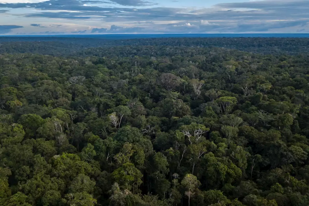 Satellite images show the Amazon rainforest is hurtling toward a ‘tipping point’