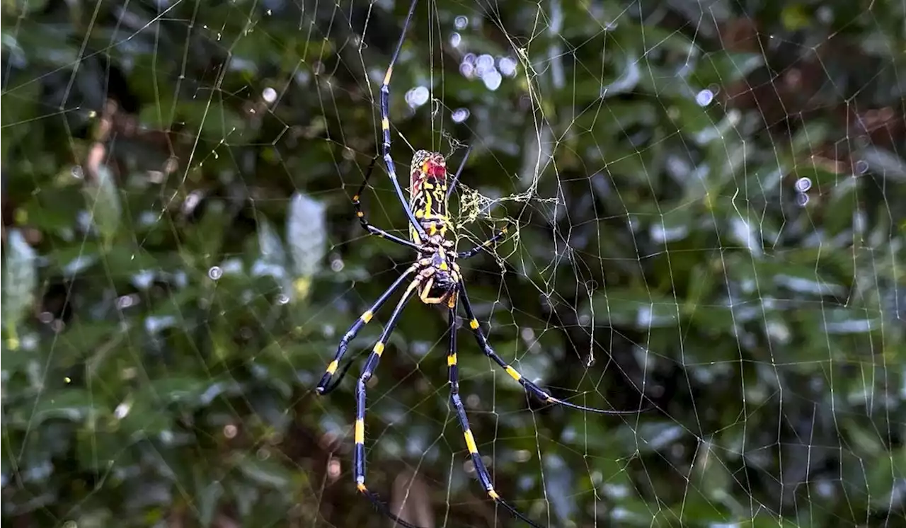 Large invasive Asian spiders could spread along East Coast