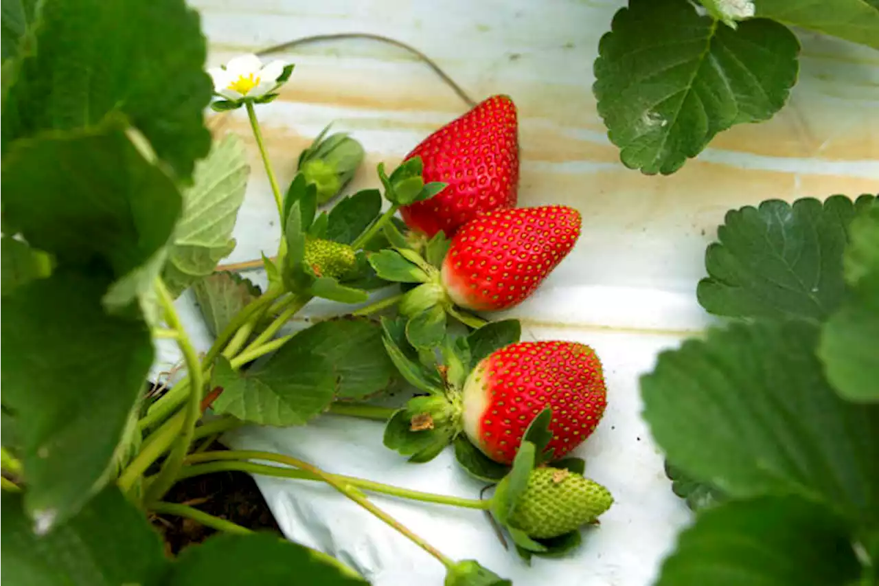 Strawberry fields forever! Shortcake’s Florida state dessert