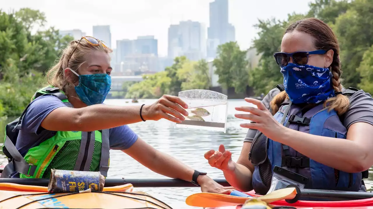 Less Wastewater in Chicago’s Rivers Has Been Great for Fish, But Climate Change and Road Salt Threaten Decades of Progress