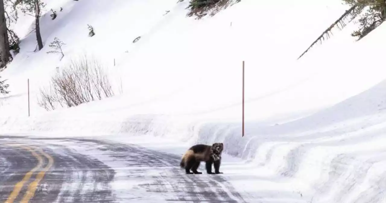 Family makes very rare wolverine sighting at Yellowstone