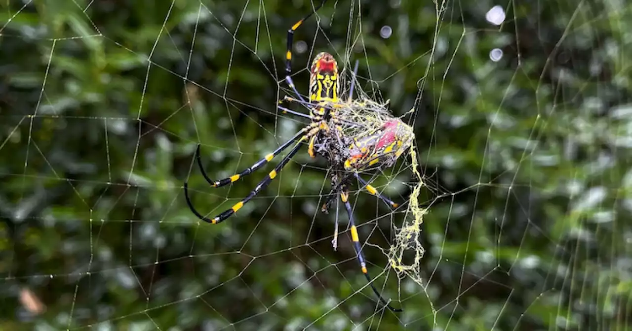 Scientists: Asian spider could spread to much of East Coast