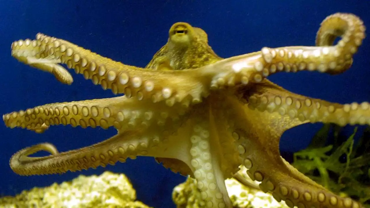 Octopus ancestors lived before era of dinosaurs, study shows