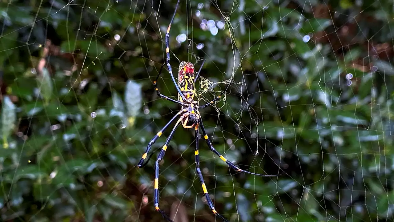 Joro spider, venomous species from East Asia, poised to spread across East Coast, scientists say