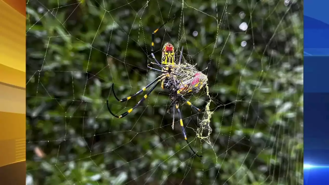 Joro spider, venomous species from East Asia, poised to spread across East Coast, scientists say