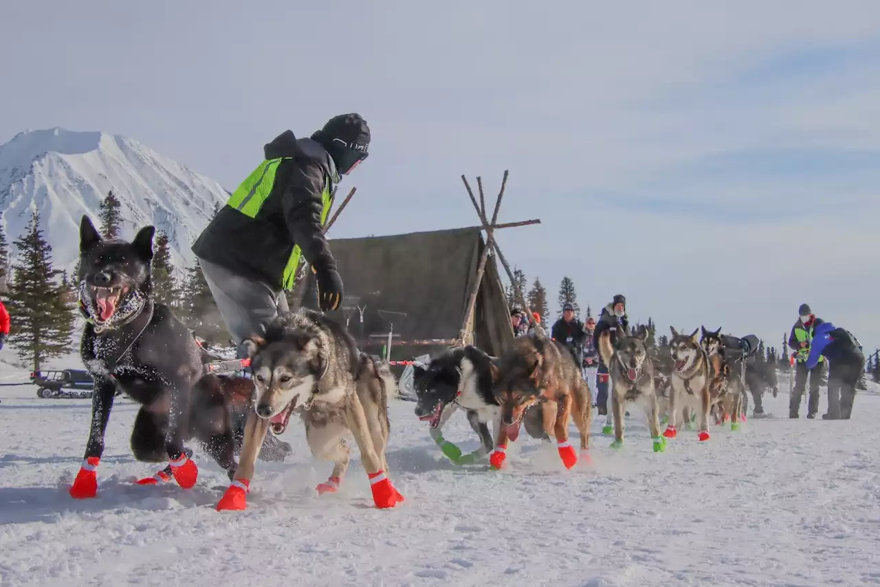 Iditarod teams met by 'super good trail' as they enter Alaska Range - Alaska Public Media