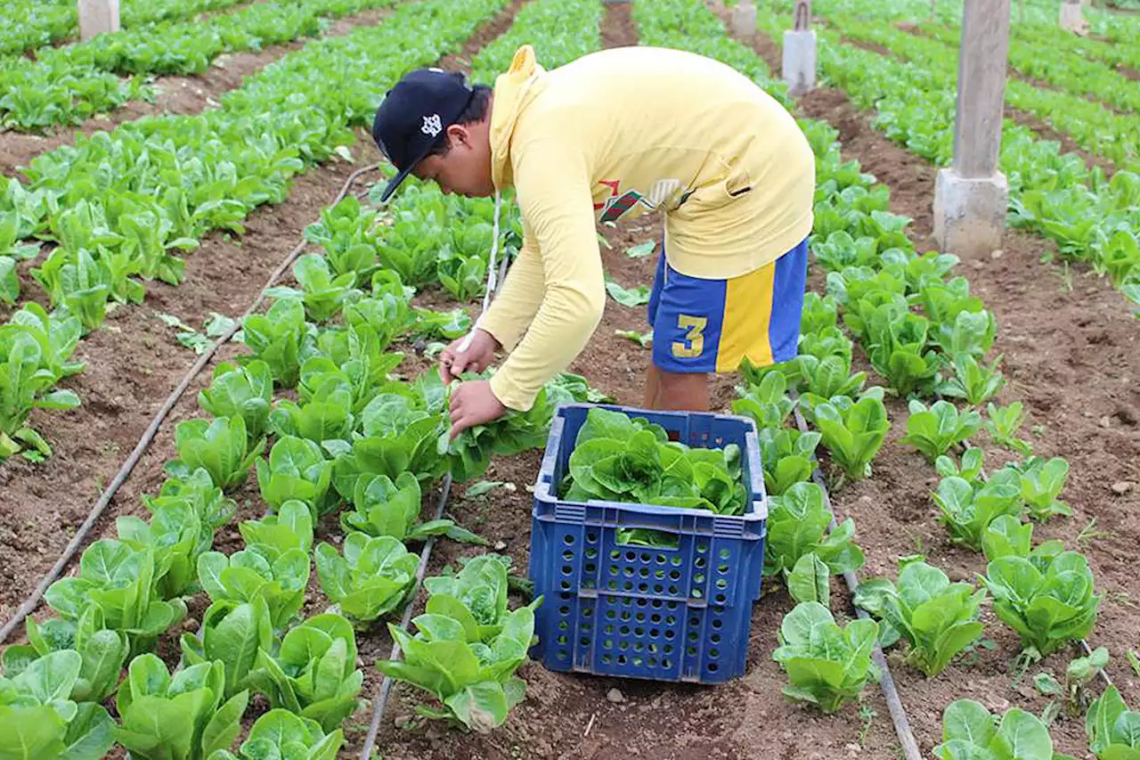 Bill filed to lure more private sector participation in agri enterprise development - BusinessWorld Online