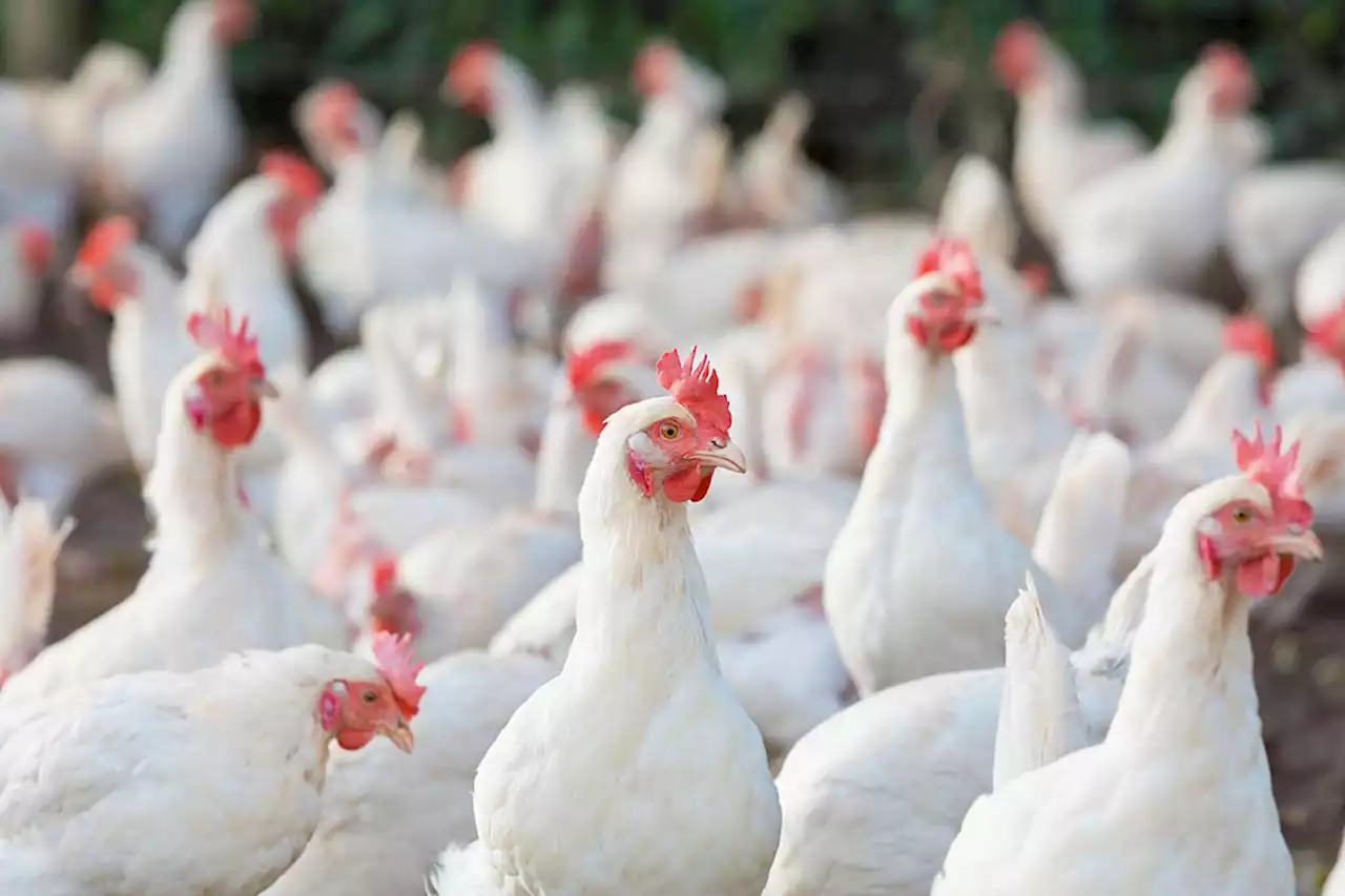 Cebu bans poultry products from Luzon due to avian flu outbreak - BusinessWorld Online