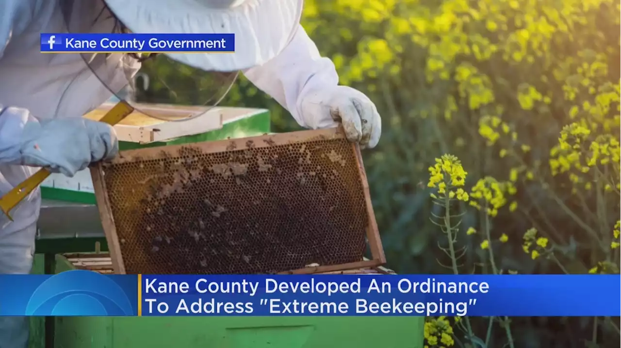 Kane County Board To Vote On New Beekeeping Regulations