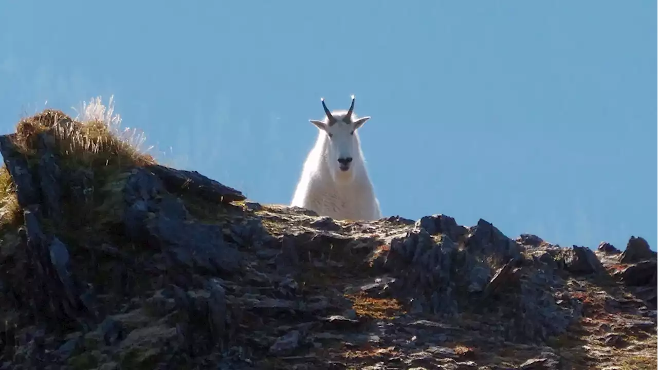 B.C.'s mountain goat population declining, new study suggests