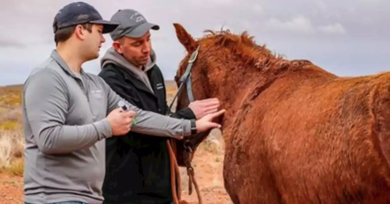 Utah State to open first four-year vet school in state