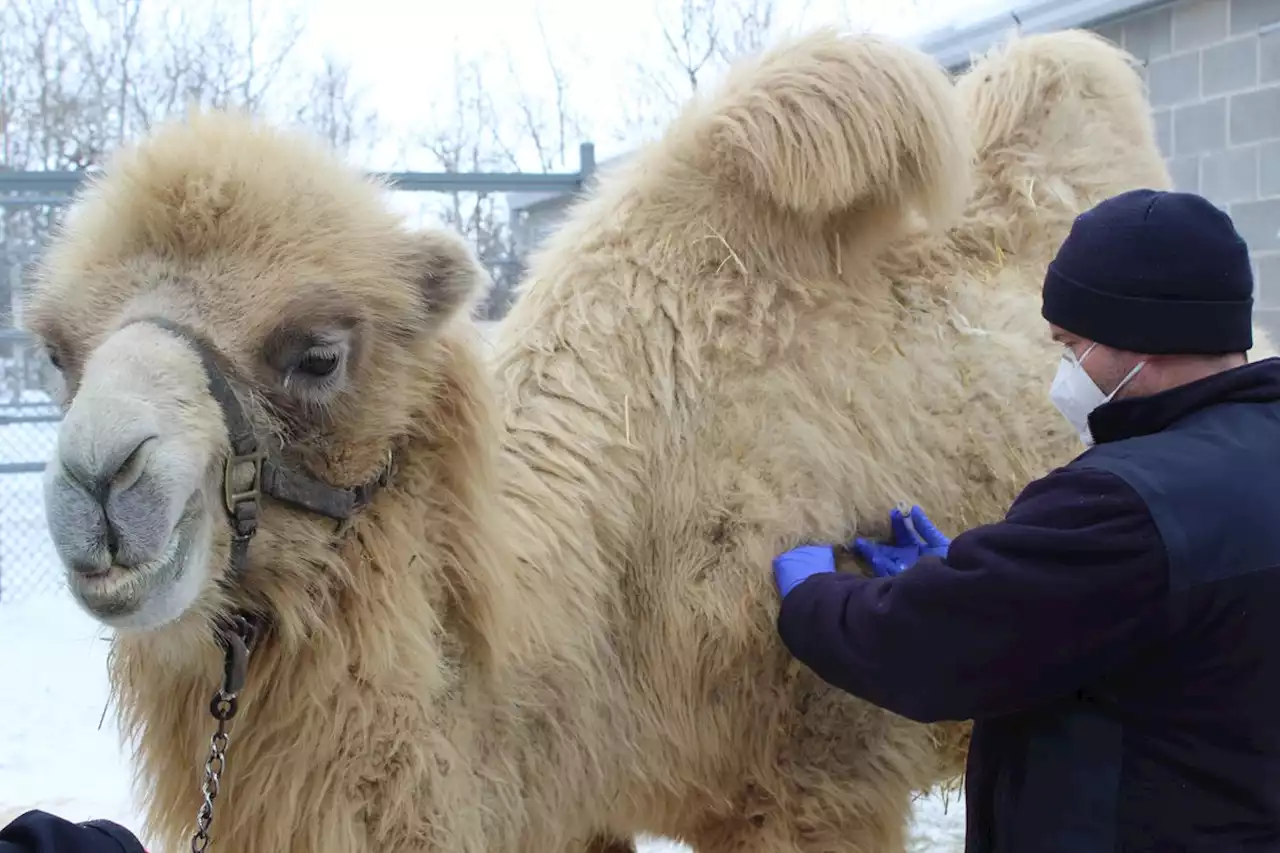 Winnipeg zoo giving COVID-19 vaccine to 55 animals including tigers and snow leopards