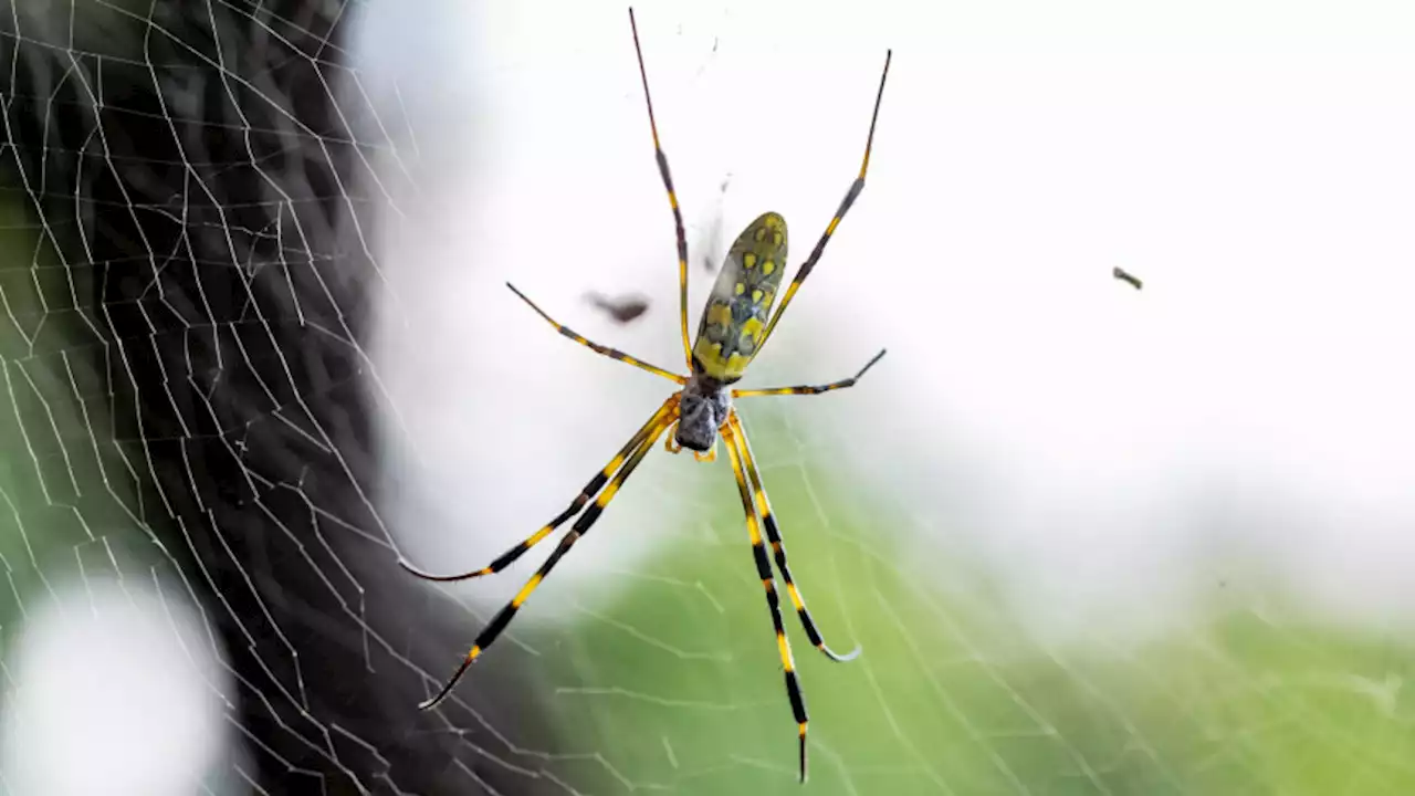 Millions of palm-sized, flying spiders may begin invading the East Coast