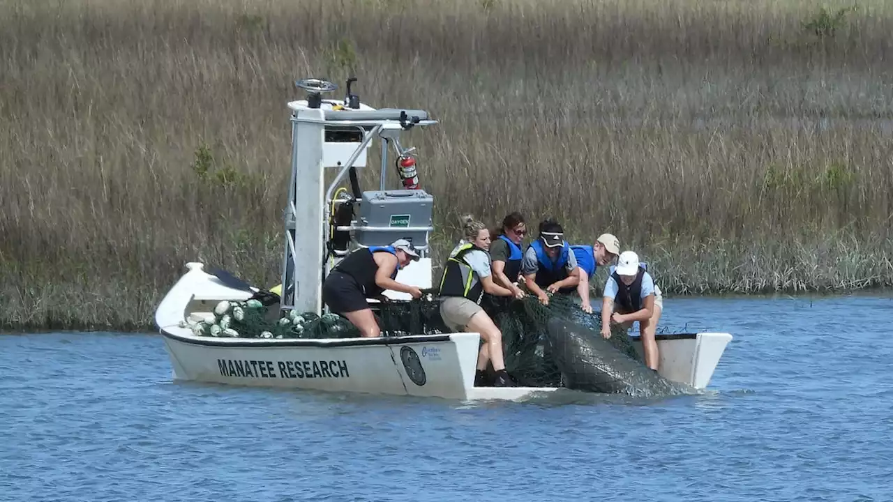 Manatee survives vessel strike near St. Augustine, transported to Jacksonville Zoo and Gardens