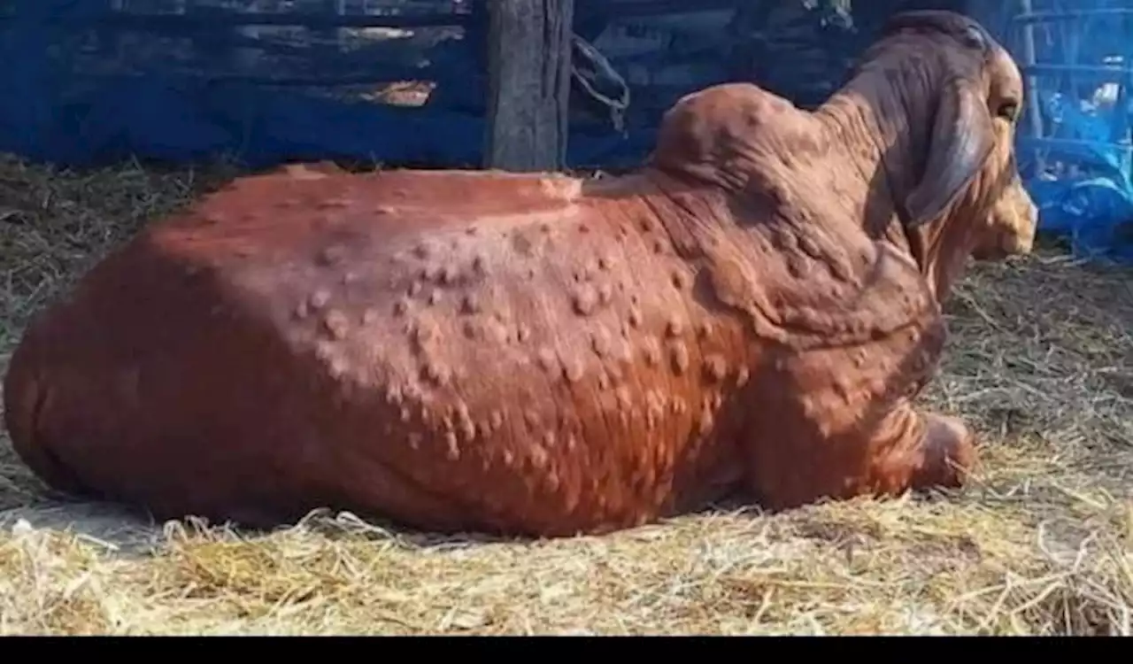 Sapi dan Kerbau Juga Wajib Isolasi gara-gara Wabah Penyakit Ini