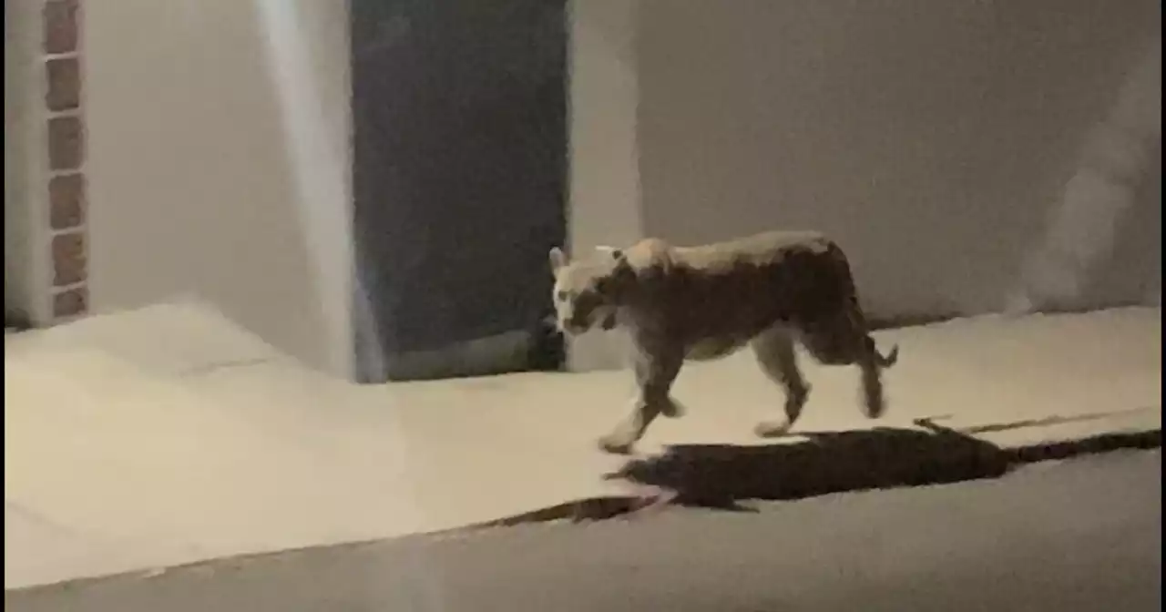 A mountain lion has been spotted roaming Silver Lake. Could it be the famed P-22?