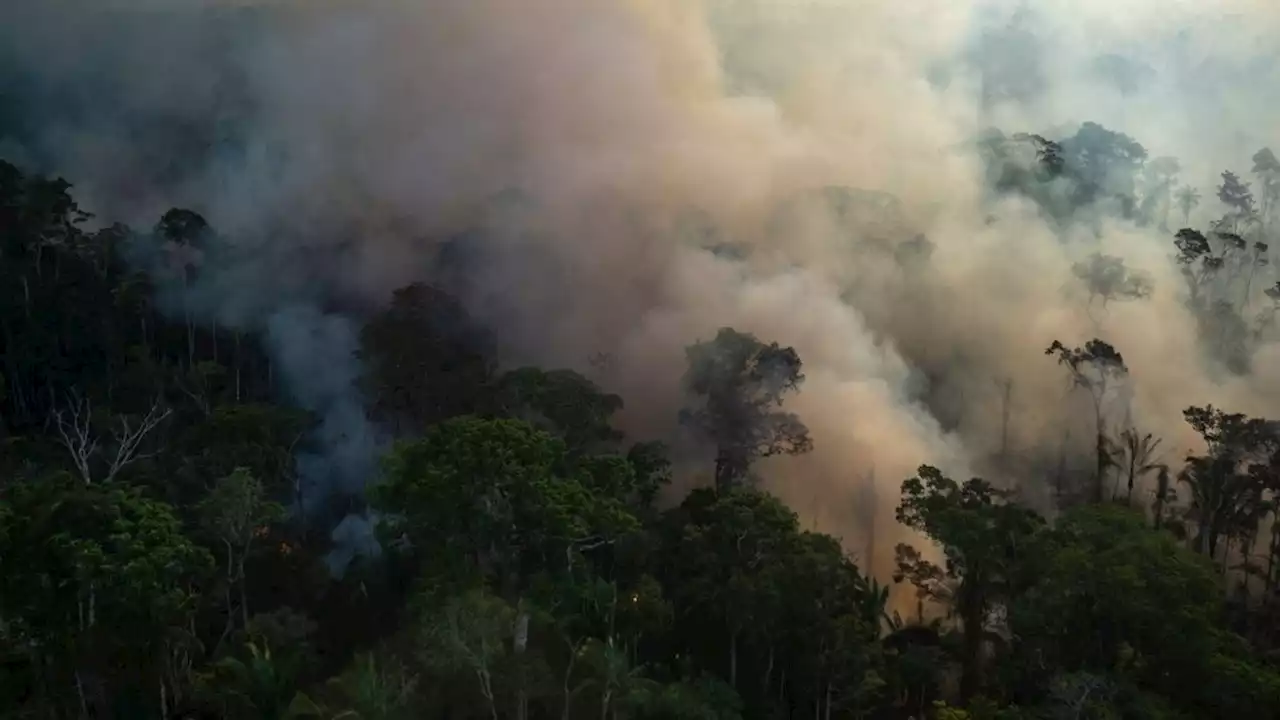 Amazon nears 'tipping point' where rainforest could transform into savanna