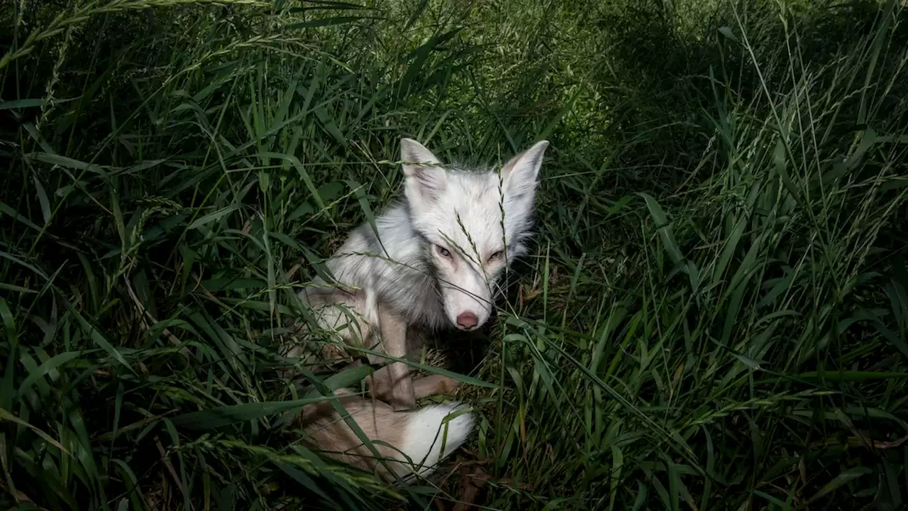 Rescued foxes find refuge in Minnesota