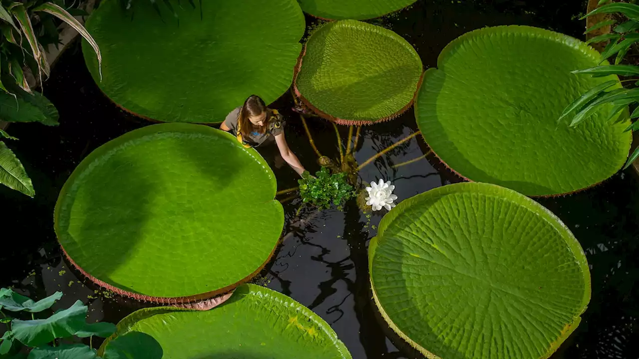 What a huge lily pad can teach us about building design