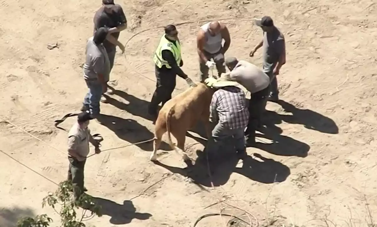 Watch: Cow Makes a Run for It on Southern California Freeway