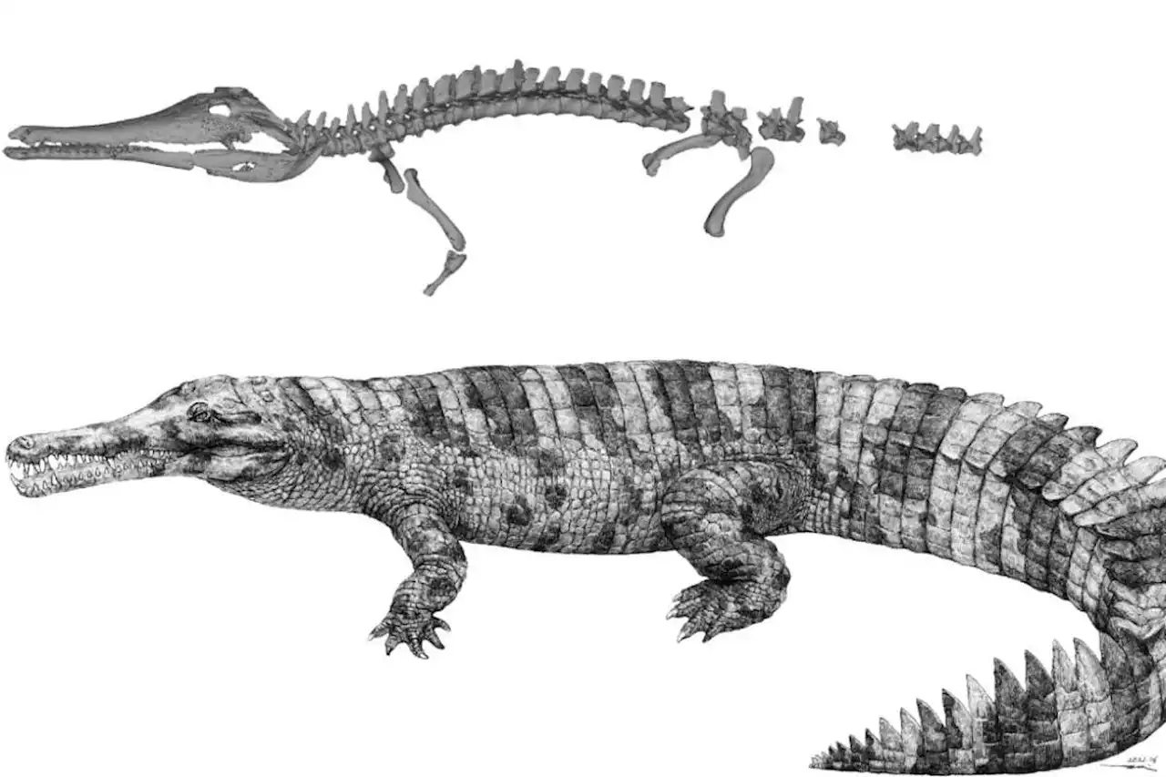 A 6-metre-long crocodile relative lived in China during the Bronze Age