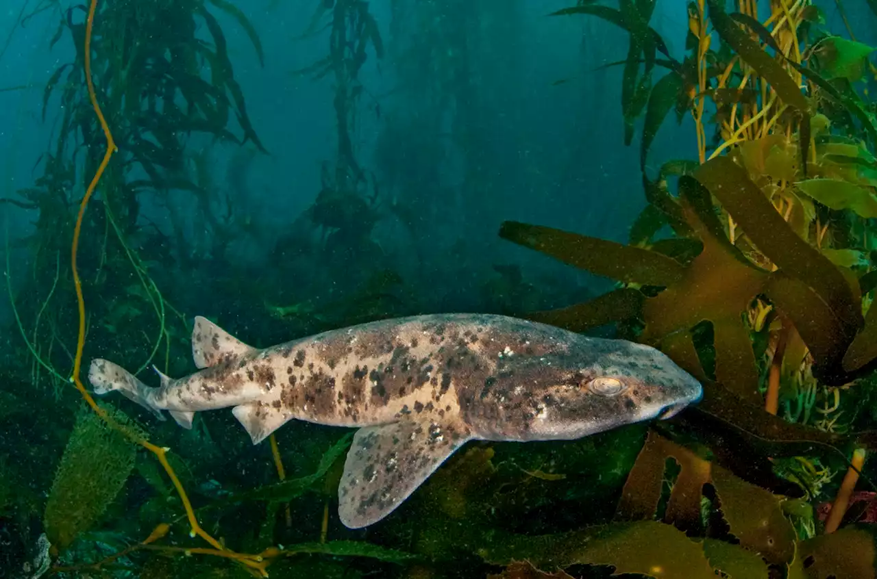 Sharks save energy with daytime naps