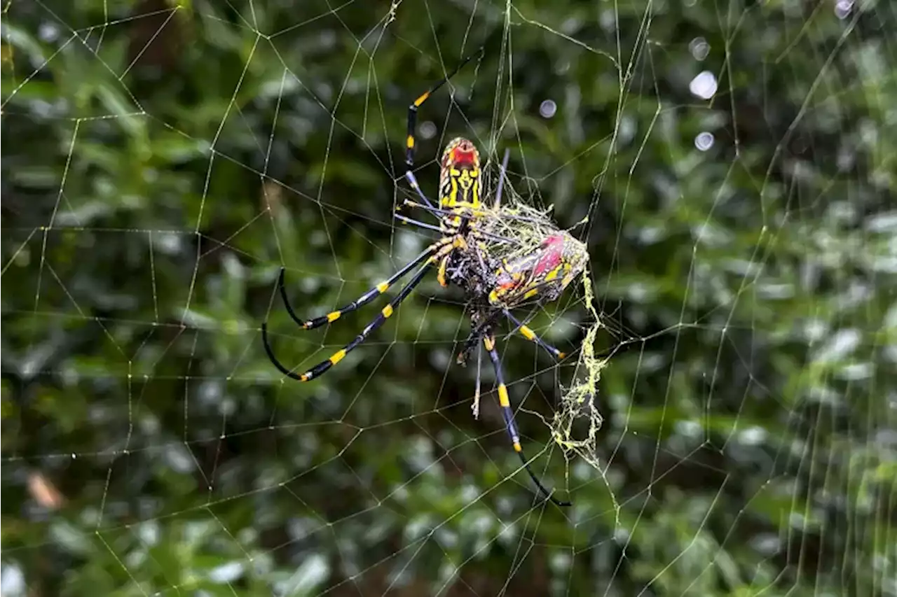 Is the scary-looking jorō spider really coming to the Northeast U.S. and Philly?