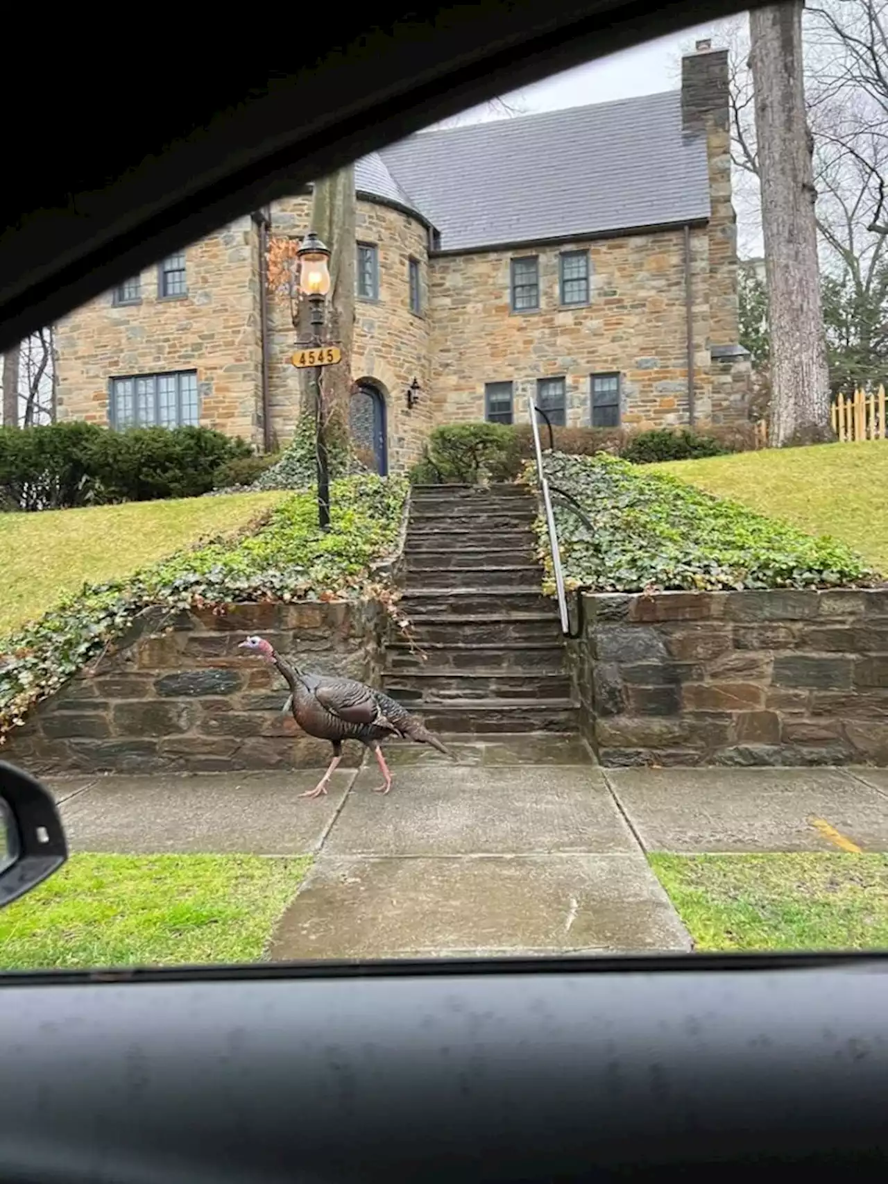 Today in Turkeys around Town