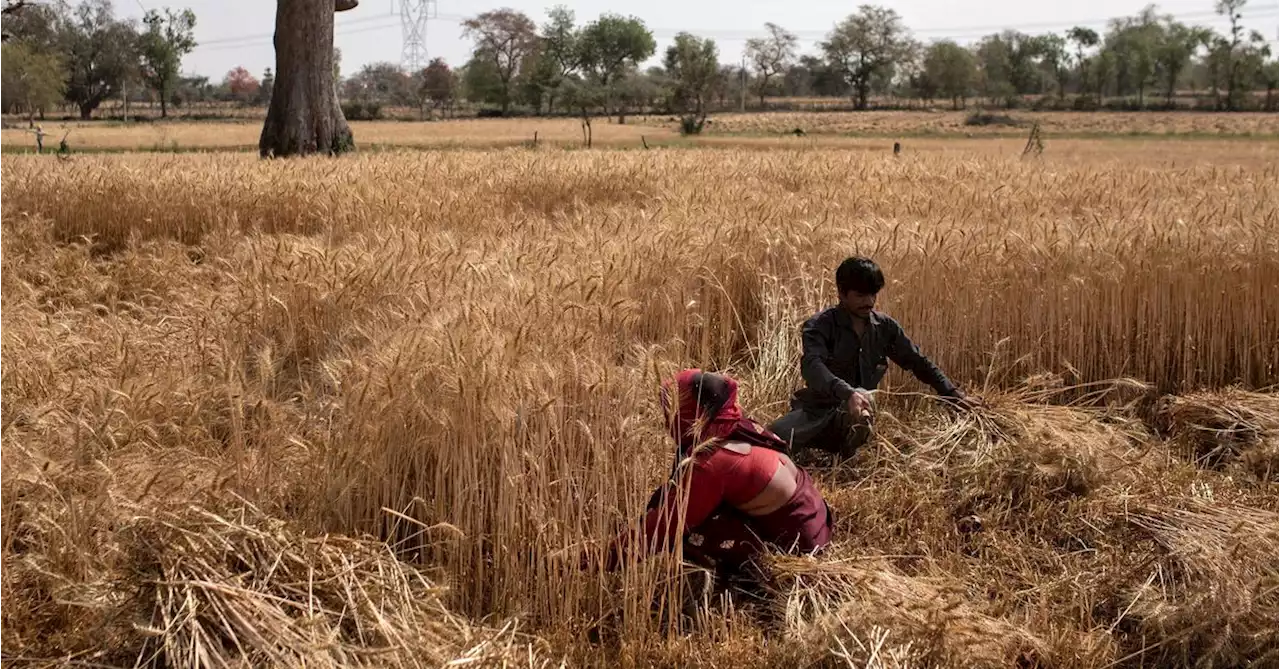 India signs deals to export 500,000 T wheat, as global prices surge