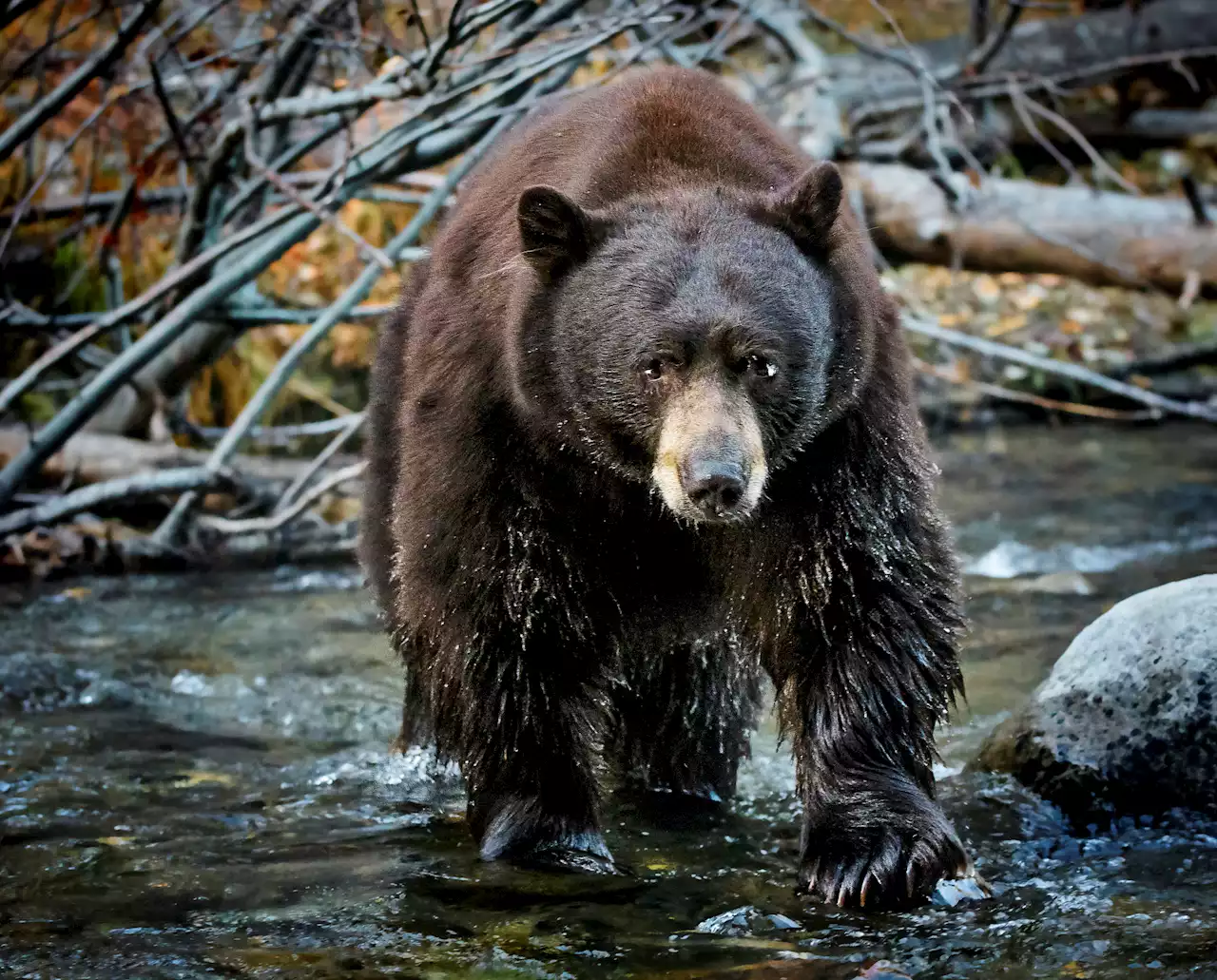 'We're tampering with Mother Nature': Tahoe bears are not hibernating