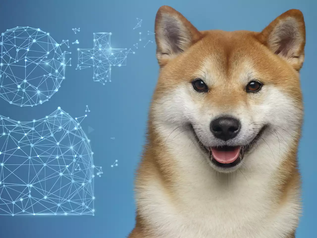 Shiba Inu Adds Nearly 200,000 Users Since the Start of 2022: Details