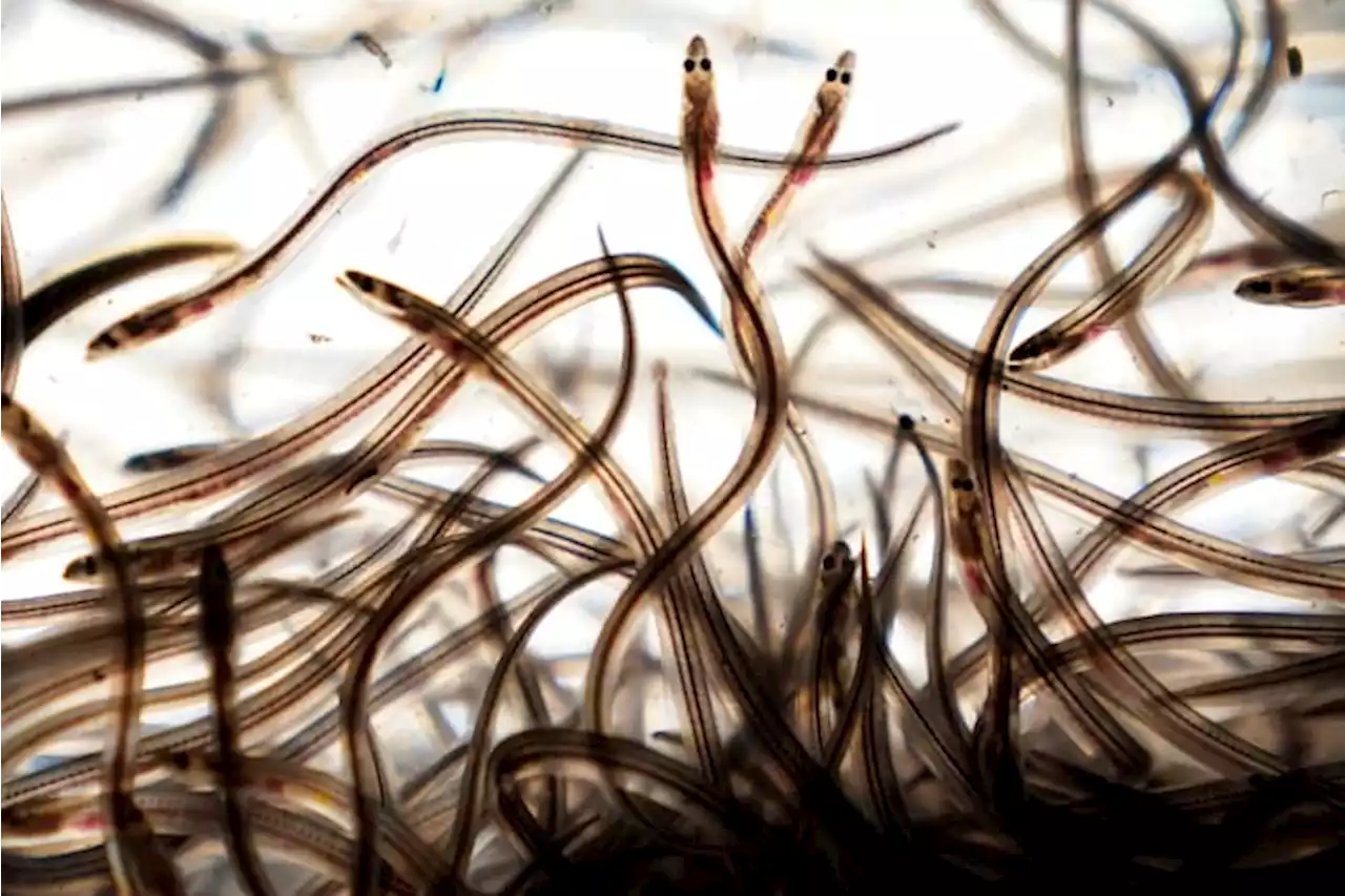 Harvesters of valuable baby eels hope for a stable 2022