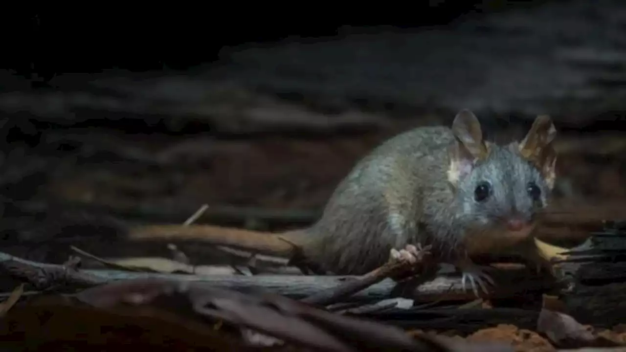 Marsupial creeps back from extinction