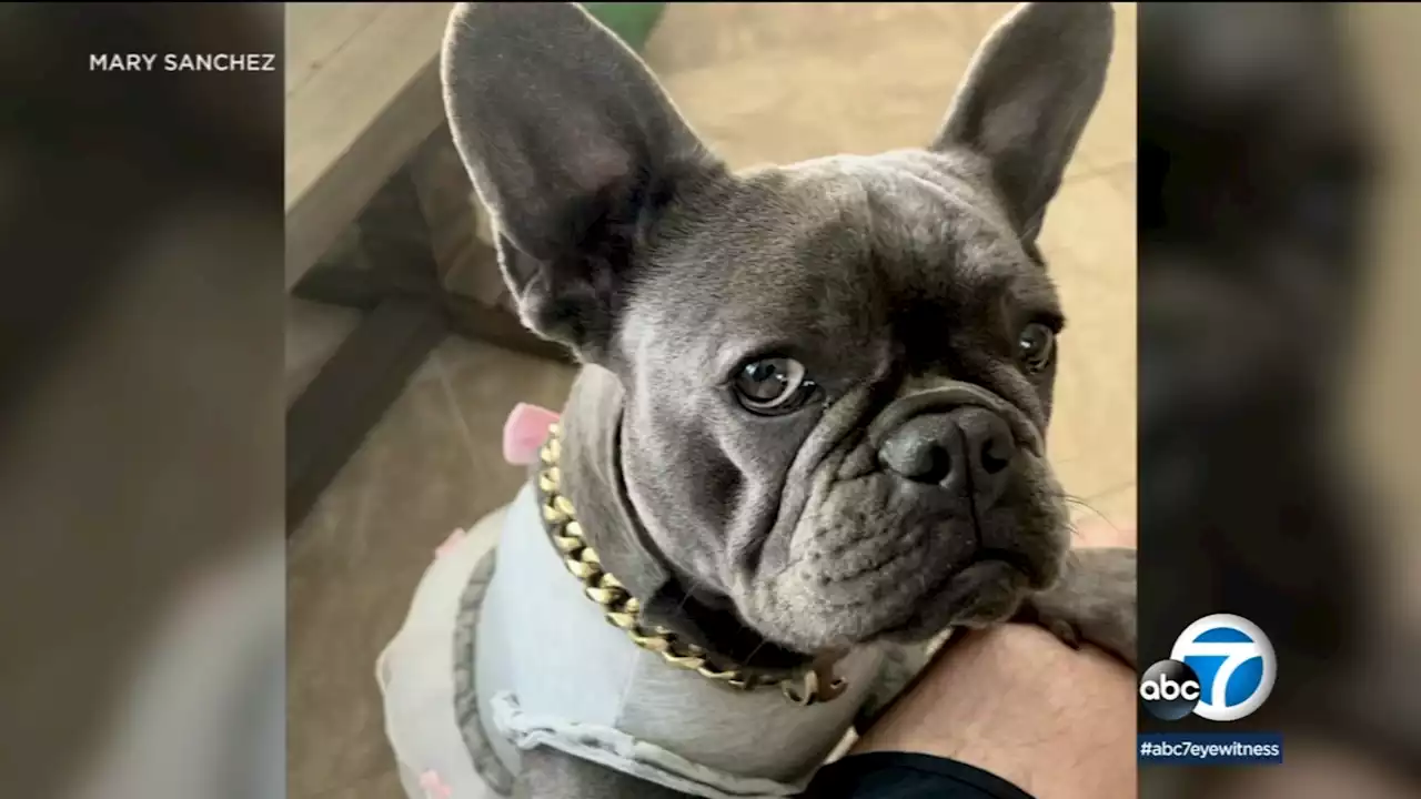 Newport Beach family offering $5,000 reward for return of stolen French bulldog