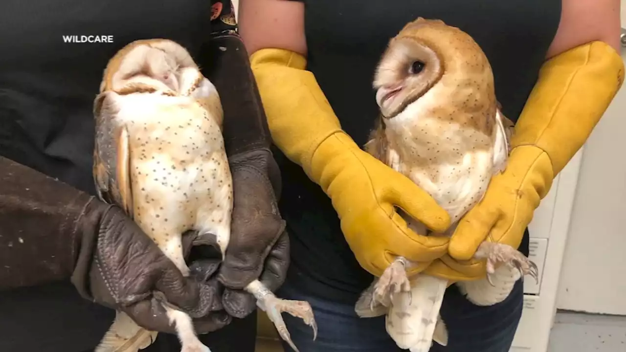 Owls rescued from SF's Church of 8 Wheels roller rink