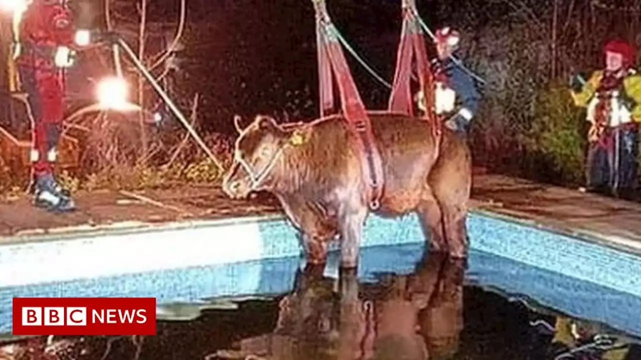 Bull rescued from swimming pool near Paignton