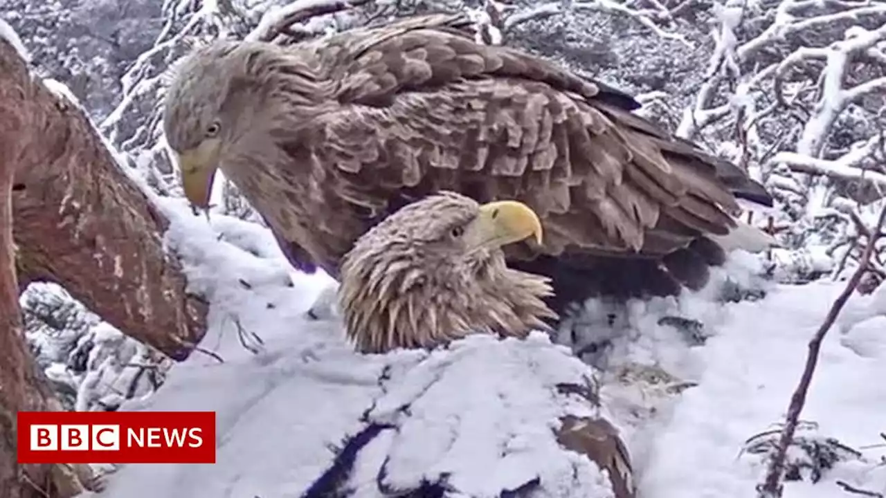 Hidden camera set up at Cairngorms sea eagles nest