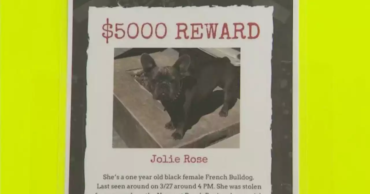 $5,000 award for yet another stolen French bulldog