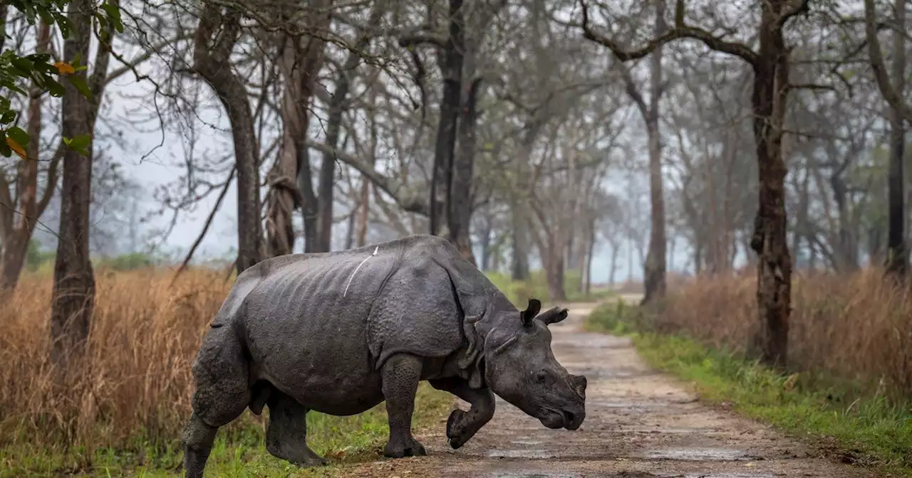 GPS y drones: para salvar a los rinocerontes de un solo cuerno de los cazadores furtivos