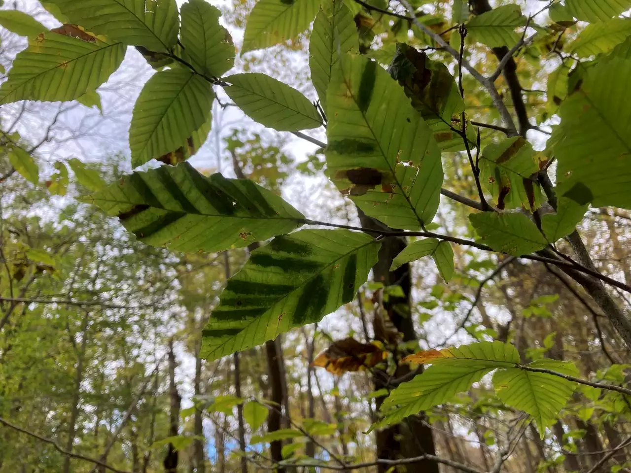 Will beech trees go the way of the ash and the American elm? Holden Arboretum, others hope to prevent decimation of another native tree