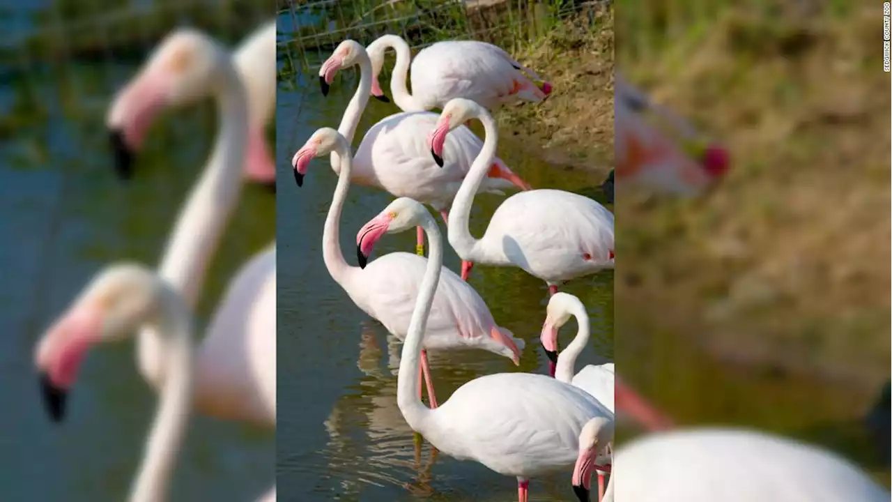 Pink Floyd, a fugitive flamingo on the run for 17 years from a Kansas zoo, has been spotted on tour in Texas