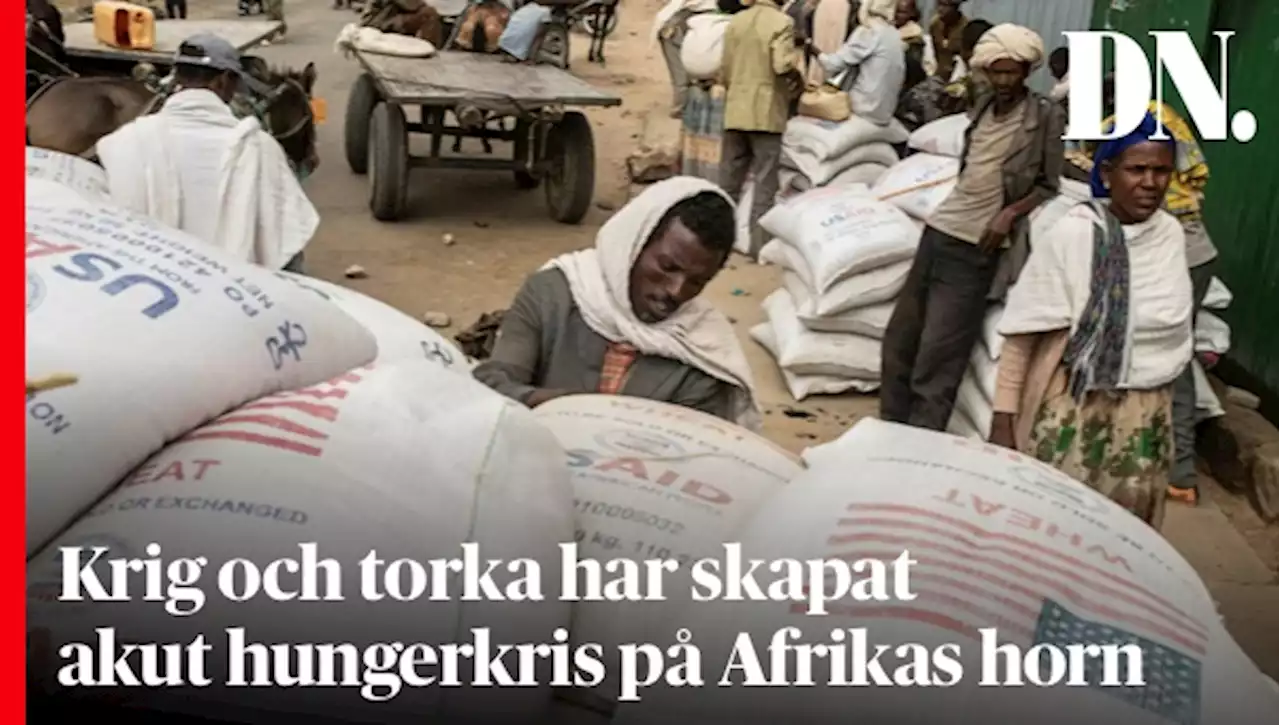 Krig och torka har skapat akut hungerkris på Afrikas horn