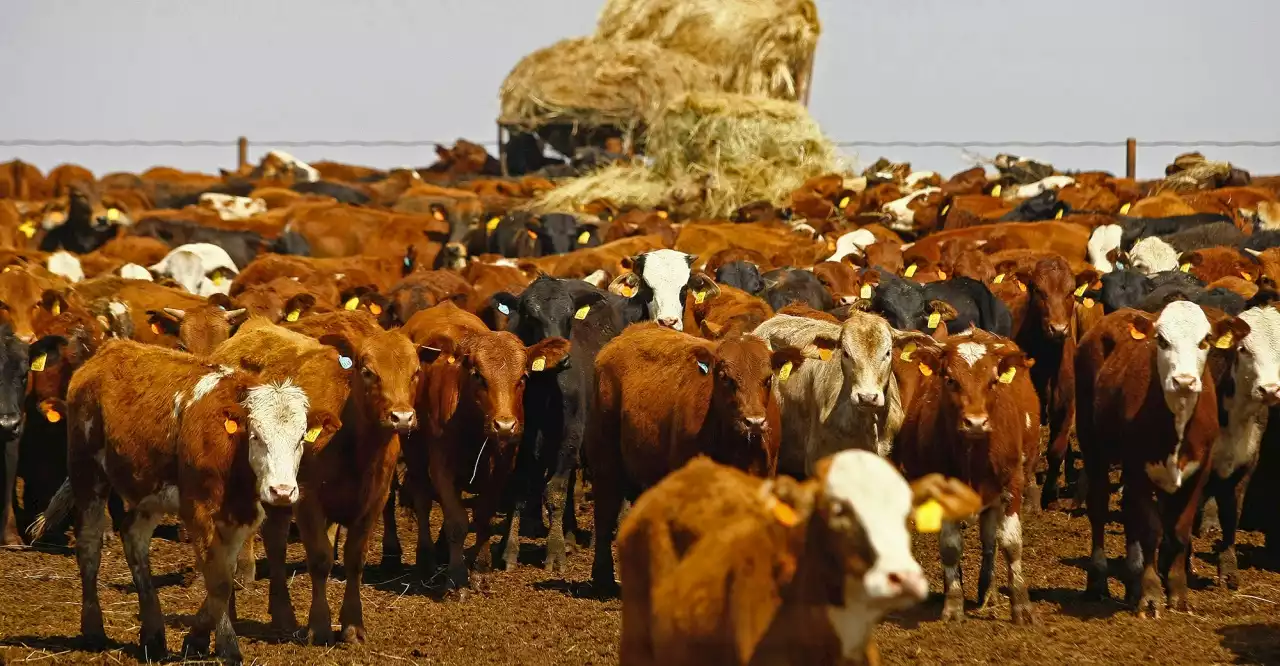 LIVESTOCK THREAT: Foot and mouth disease spreads as state of disaster mooted for North West