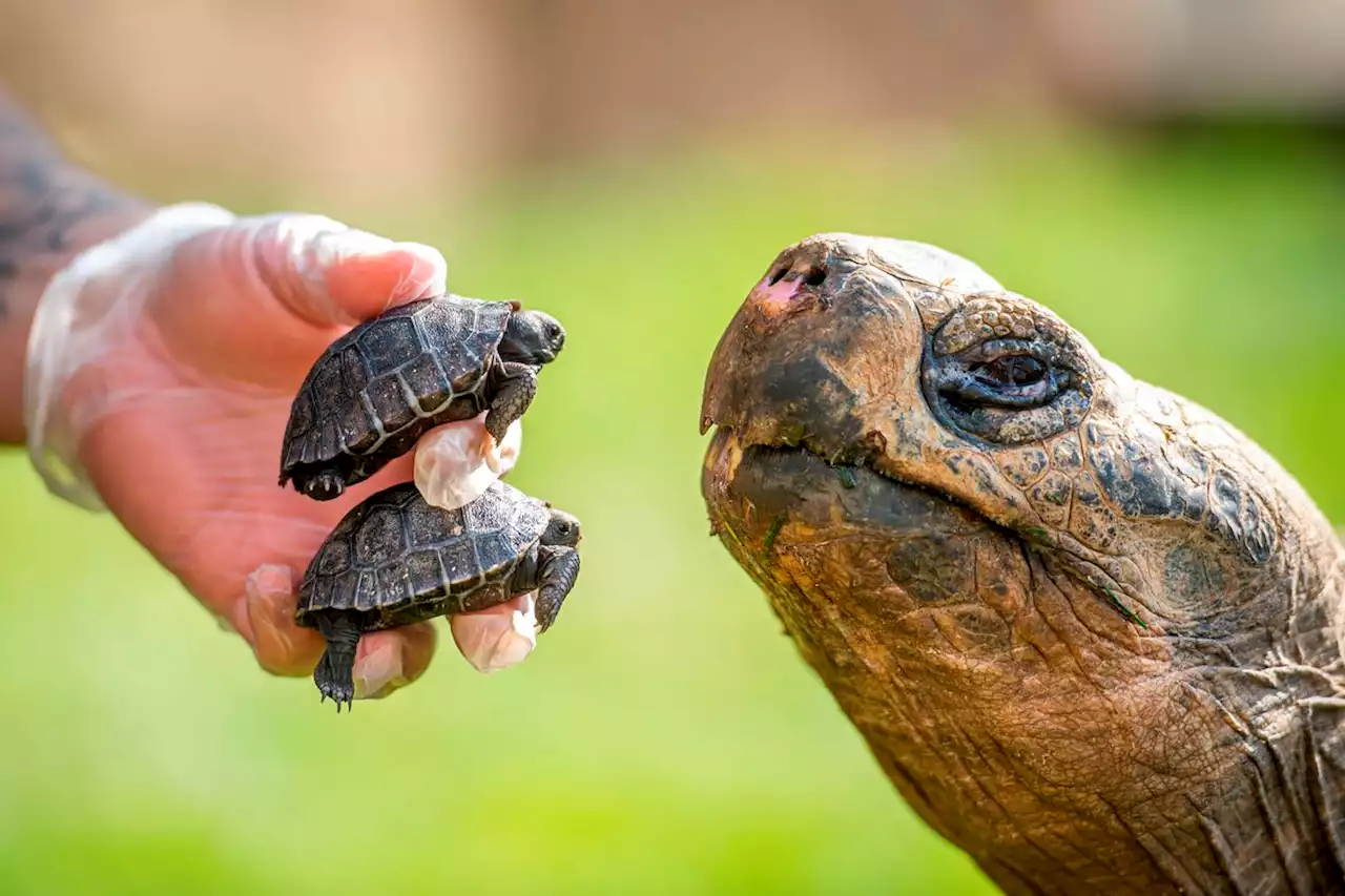 Two Giant Galapagos tortoises born in UK zoo thanks to randy 70-year-old