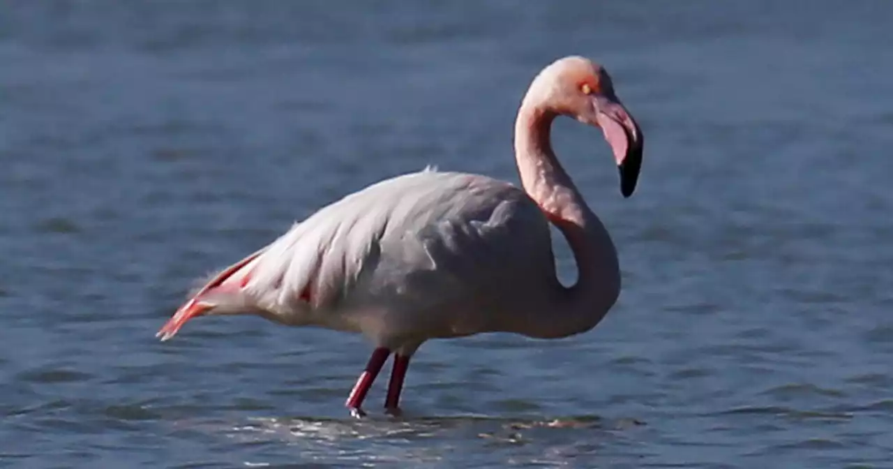 Flamingo spotted after 17 years on the run from Kansas zoo