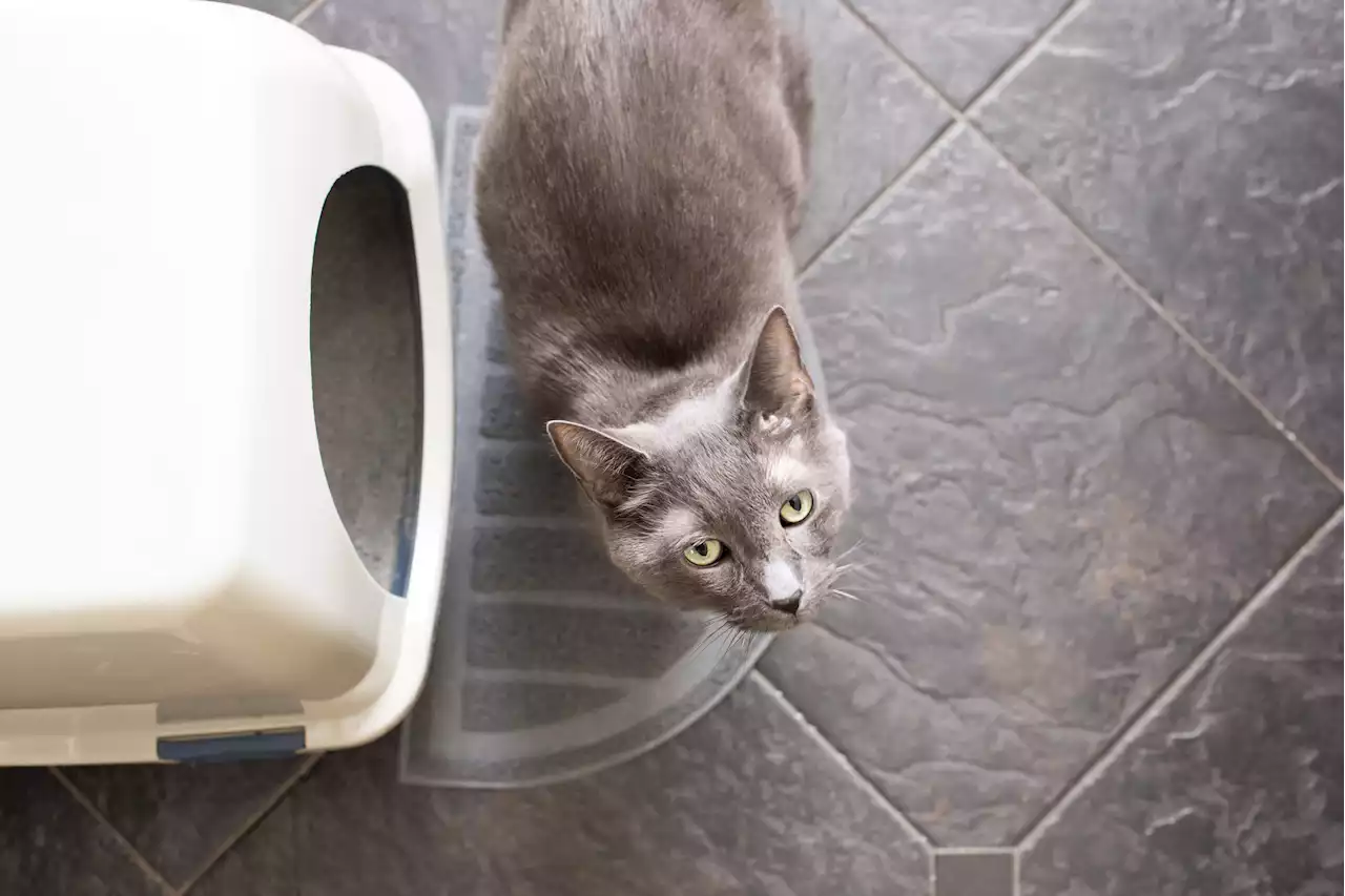 Science-Backed Tips for Your Cat's Litter Box