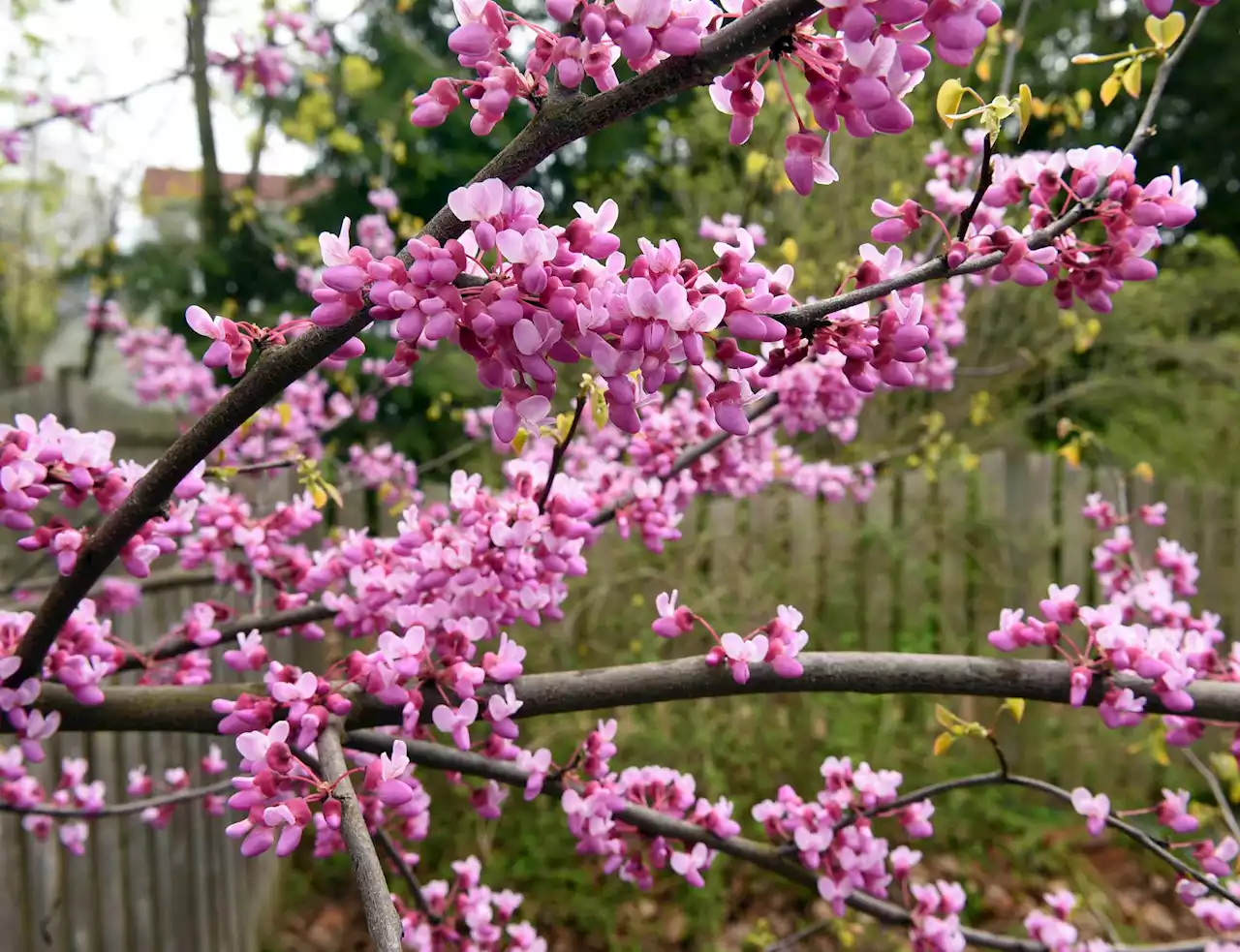 Blooming in S.A.: Redbuds, Texas mountain laurels and more