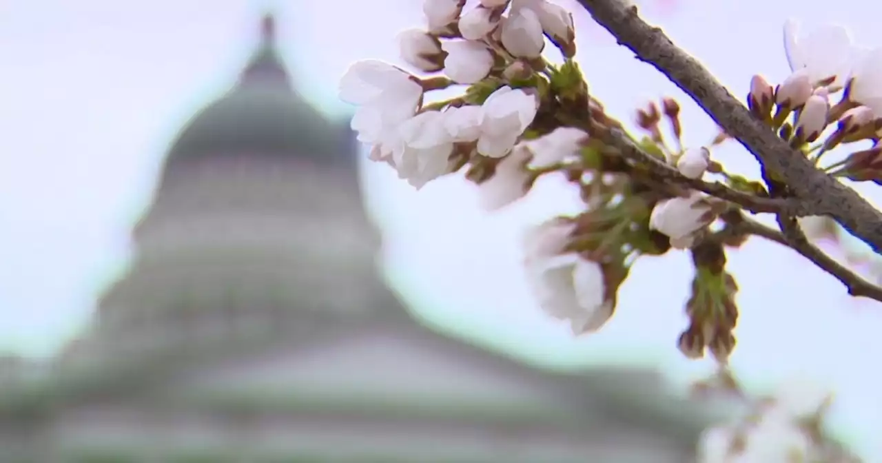 Utah Capitol cherry blossoms provide 'pop of pink' to Salt Lake City