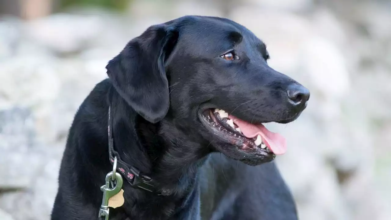 World's first hard drive-sniffing police dog dies